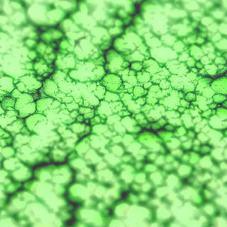 A low angle, macro photo of a green slime mold like substance with cellular structure