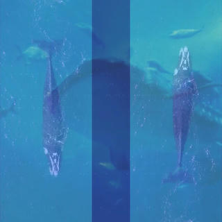 A blue sea with several large whales swimming.